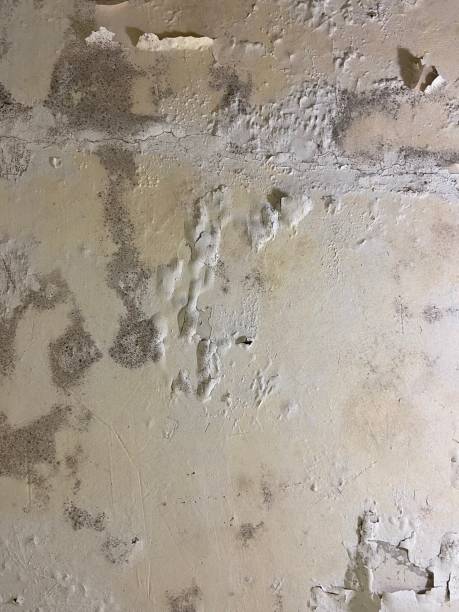 Best Certified Mold Removal  in Pleasant Hill, PA