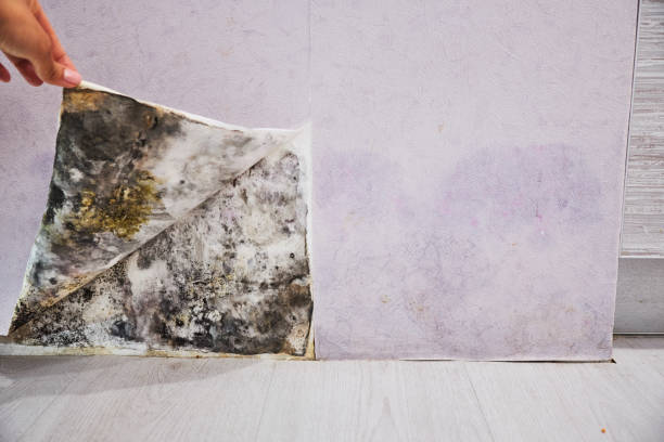 Best Best Mold Removal Companies  in Pleasant Hill, PA